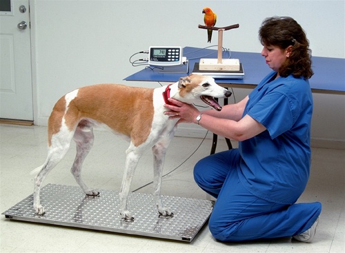 http://www.arlynscales.com/wp-content/uploads/2015/02/veterinary-scale-41.jpg